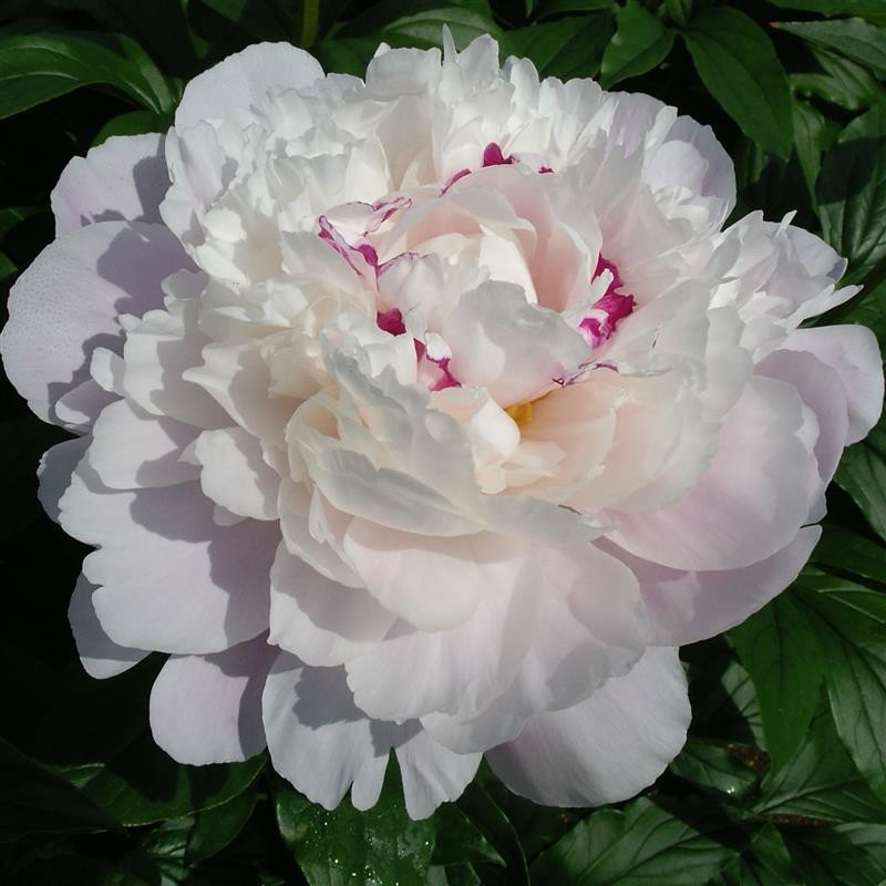 Pivoine herbacée Suigetsu - Pivoine Rose très Pâle