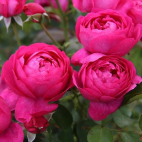 Rosier buisson rose vif Toul