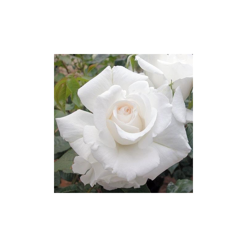 Rosier Annapurna Dorblan - Rosier Blanc buisson parfumé