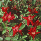 Rosa chinensis sanguinea 