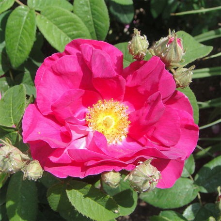 R. gallica officinalis (Rose de Provins )