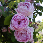 Constance Spry® 'Ausfirst'