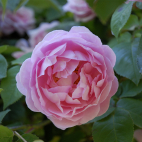 Constance Spry® 'Ausfirst'