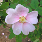 Rosier rose R. carolina