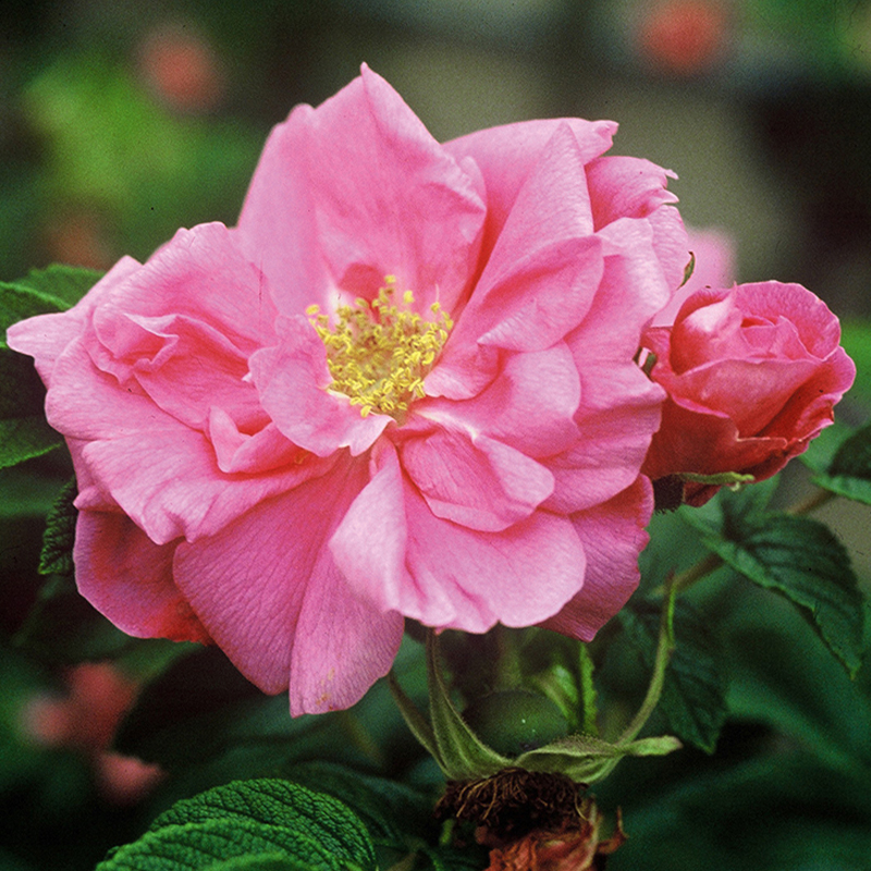 Rosier Belle Poitevine - Rosier arbuste parfumé - Roses André Eve