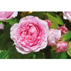 Tige ANDRE EVE, Le Jardinier des Roses Evegeboll