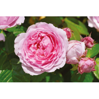 Tige ANDRE EVE, Le Jardinier des Roses Evegeboll