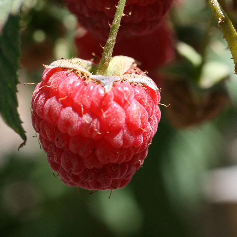 Petits fruits Framboisier rouge d'été 'Eden