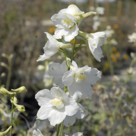 Delphinium belladonna Casa Blanca