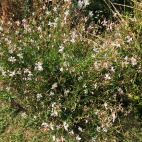 Gaura lindheimeri Whirling Butterfly