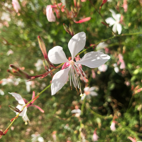 Gaura lindheimeri Whirling Butterfly