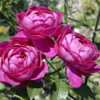 Rosier buisson rose vif Toul