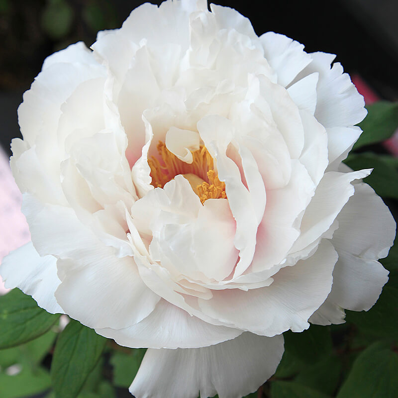 Pivoine arbustive Blanche Shinyatsuka - Roses André Eve
