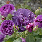 Rosier buisson violet Minerva