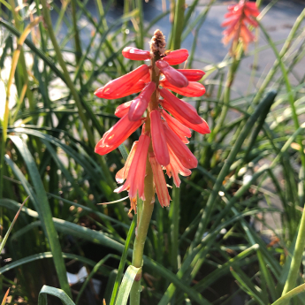 Kniphofia Redhot Popscicle