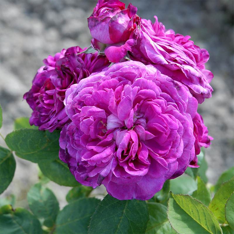 Rosier Reine des Violettes - Achat Rosier Arbuste Violet