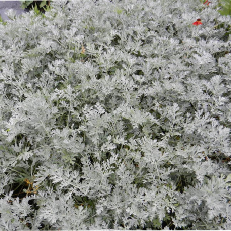 Vivace Artemisia absinthium Lambrook Silver