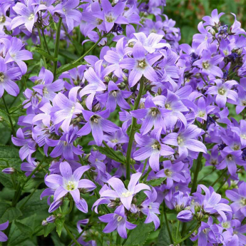 Vivace violet Campanula poscharskyana