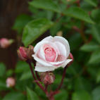 Marie Pavie rosier blanc