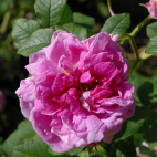 Rosier arbuste rose Belle Virginie