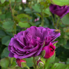 Rosier buisson violet Minerva