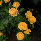 Amber Queen rosier buisson jaune