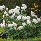 Desdemona rosier arbuste blanc