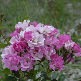 Gloire d'Orléans rosier buisson rose