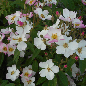 Lyda Rose rosier arbuste