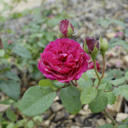 Tess of D'uberville rosier buisson