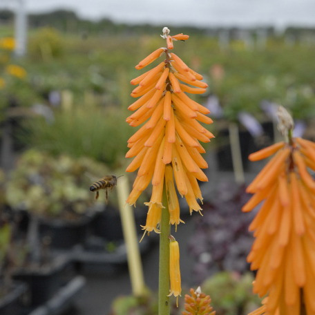 Kniphofia Pineapple Popscicle