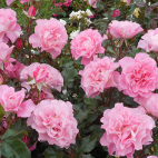 Jean Carles® Evepiweet rosier buisson très parfumé