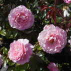 Jean Carles® Evepiweet rosier buisson très parfumé
