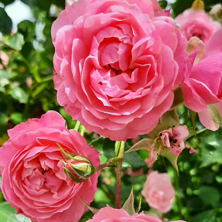 Pirontina rosier grimpant petites fleurs