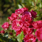 Le Loiret rosier buisson petites fleurs
