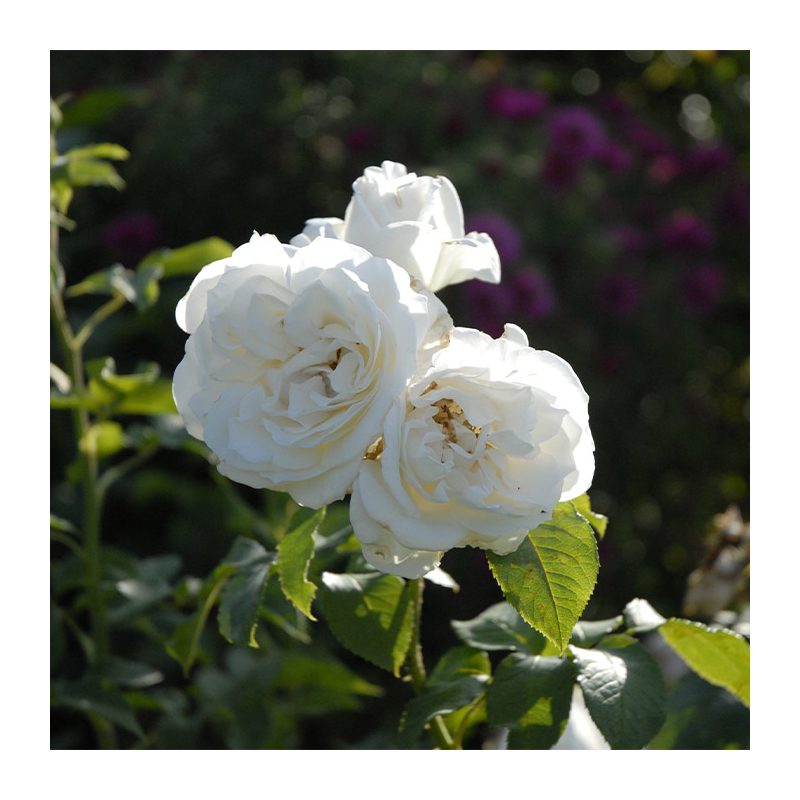 Rosier Annapurna Dorblan - Rosier Blanc buisson parfumé