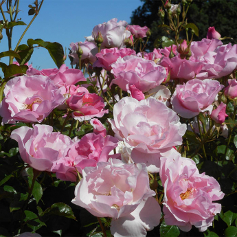 Jardin de la Javelière® rosier buisson rose