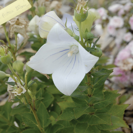 Platycodon grandiflora Astra Blanc
