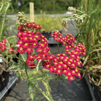 Achillea Millefolium Red Velvet