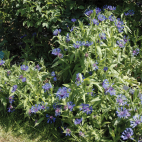 vivace bleu Centaurea montana