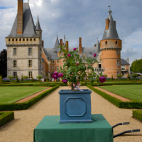 Rosier buisson violet Château de Maintenon® Eveliblue