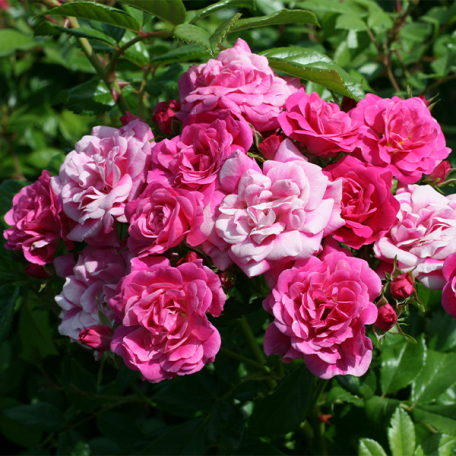 Petit rosier rose Petite Gallerandaise® Evepoldane