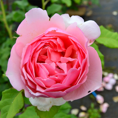 Rosier buisson rose Villiers-les-Roses® Evehester