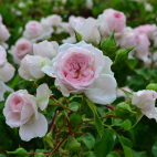 Rosier buisson rose pale Sakurako Nagira® Crobolbo