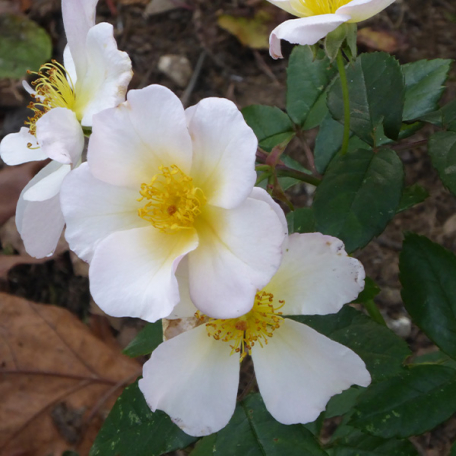 Rosalita® lentrihel rosier arbuste