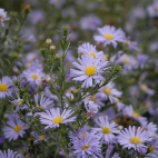 Aster Lady in Blue, vivaces d'automne