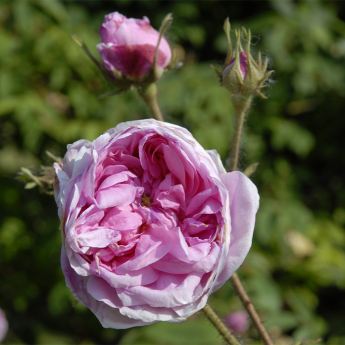 R. x centifolia (rose chou rose de Hollande)