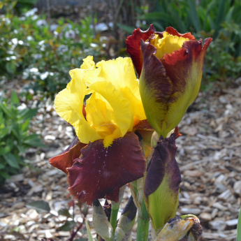 Iris germanica Andalou