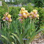 Iris germanica Buc Papillon