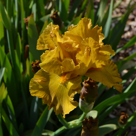 Iris germanica Cigarillo